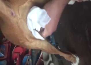 Bitch-ass animal is getting pleased by a zoophile