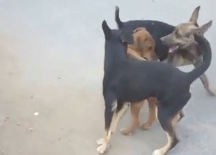 Sexy dog group fuck with lots of hard thrusting