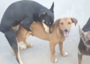 Sexy dog group fuck with lots of hard thrusting