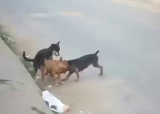 Sexy dog group fuck with lots of hard thrusting