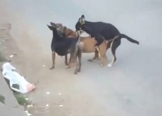 Sexy dog group fuck with lots of hard thrusting