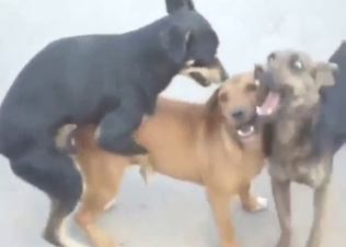 Sexy dog group fuck with lots of hard thrusting