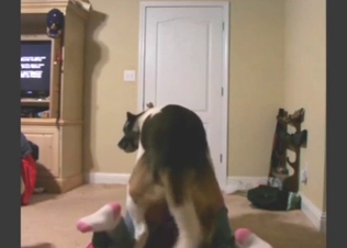 Wife's foray into cheating in zoophile porn