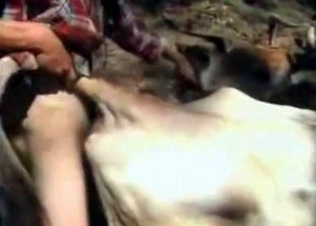 Strong zoophile is penetrating his cow's holes