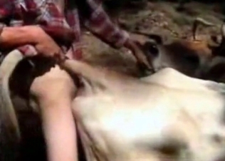 Strong zoophile is penetrating his cow's holes