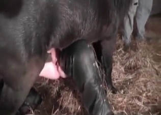 Brutal stallion can't stop penetrating this babe's holes
