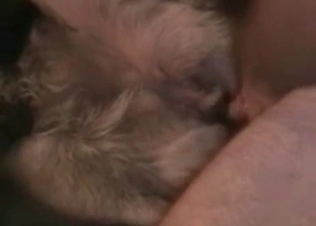 Close up animal fuck clip featuring a puppy