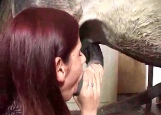 Passionate zoophile is playing with a farm animal