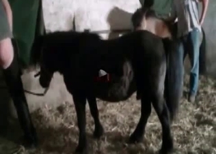 Gentle horse is practicing rough sex