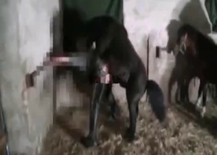 Gentle horse is practicing rough sex