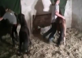 Gentle horse is practicing rough sex