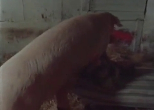 Pink pig is being fucked on the farm