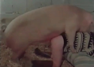 Pink pig is being fucked on the farm