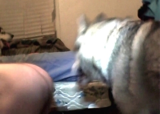 Dirty doggy is showing all it's got
