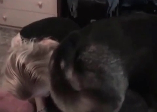 zoophile loves licking this hound's holes