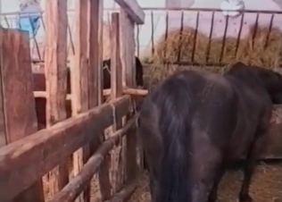 Farm stallion gets banged so hard